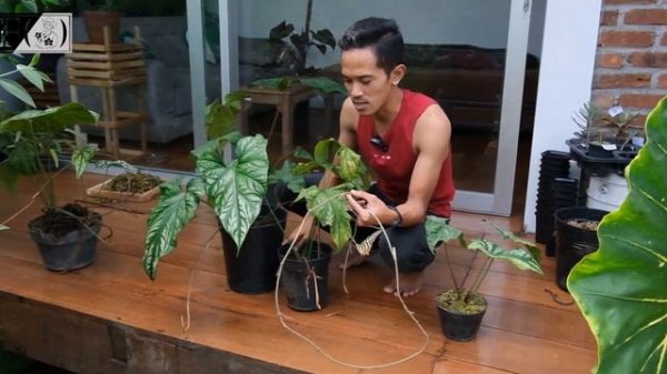 Cercestis Mirabilis, cakep Bertato