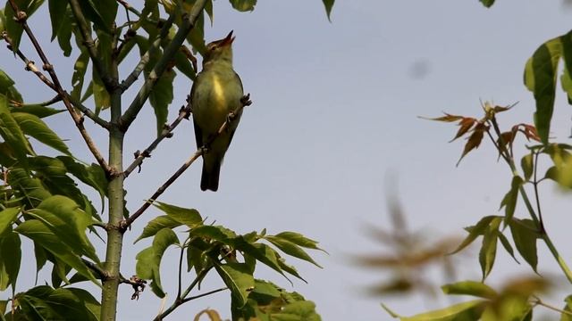Песни зеленой пересмешки. Hippolais icterina. Птицы Беларуси. смотреть онлайн