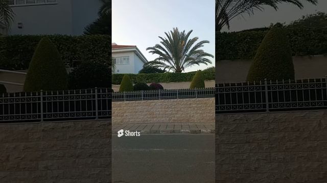 Кипр, Лимасол, вечер, пальмы, пальма, дорога, дом, закат, солнце, улица