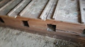 #Индоутка_села на яйца?мой маленький секрет#ухаживание селезня#