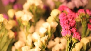 Весенние цветы фон-футаж