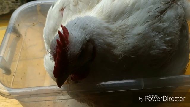 Весовые показатели бройлеров Кобб - 500 в 43 дня.