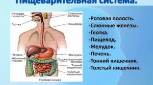 Пищеварительная система.