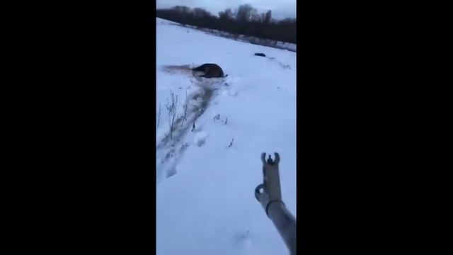 Загонная охота на кабана с помощью гончих собак. Нападет ли раненный кабан на охотника? смотреть онлайн