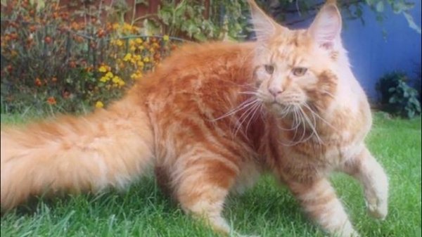 САМЫЕ ЗДОРОВЫЕ ПОРОДЫ КОШЕК THE HEALTHIEST CAT BREEDS