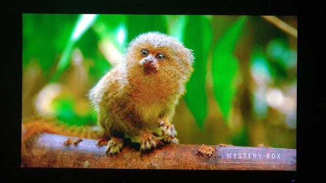 ACER NITRO XV272UP 144hz 1440 27" IPS. Playing part of Peru 8k HDR. No sound. смотреть онлайн