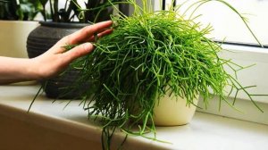 Идеальное растение для занятых людей .  Рипсалис уход в домашних условиях