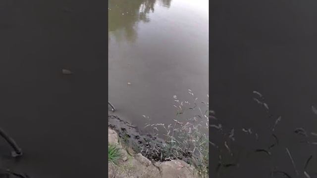 Сазан весом 5 кг на удочку смотреть онлайн