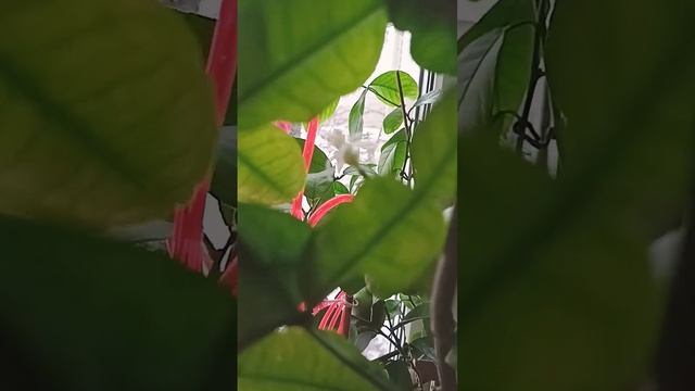 Каффир лайм цветёт. смотреть онлайн