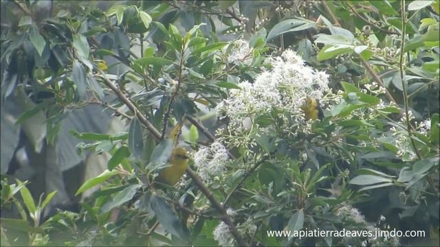 Atlapetes flaviceps смотреть онлайн