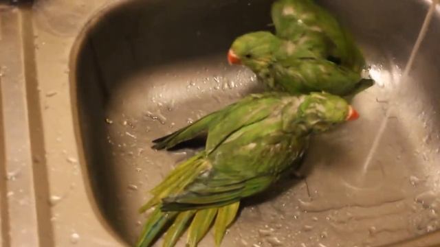 Ожереловые попугаи ,Водные процедуры . смотреть онлайн