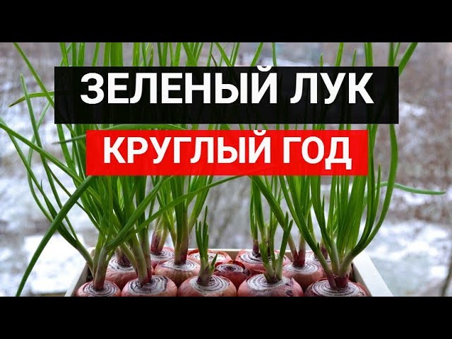 ЛУК НА ЗЕЛЕНЬ ПЕРО. Три лучших способа выгонки лука на зелень зимой смотреть онлайн