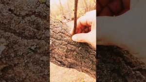 Прививка к клёну.Прививаю яблоню к клёну.