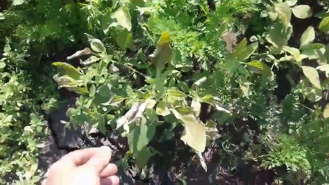 Гезагард. Гербицид избирательного действия. Чем закончился эксперимент, что можно обрабатывать.