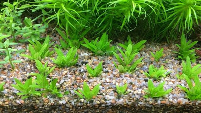 Возможно ли в аквариум занести водоросли с растениями. Эксперимент. смотреть онлайн
