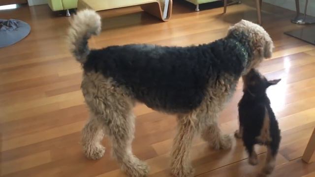 Airedale Puppy Play Time!