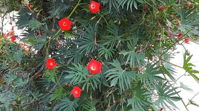 Ipomoea Sloteri - Grow & Care (Cardinal Climber)