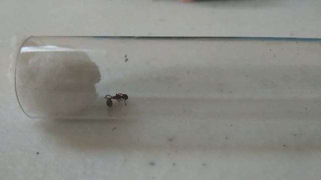 Матка муравьёв!!! (Мирмика рубра) смотреть онлайн