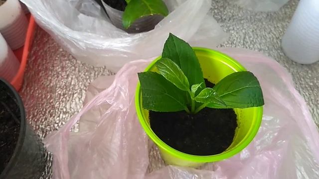Результат укоренения черенков. смотреть онлайн