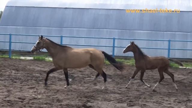 Daghia Shael (Kaytag - Dalit), akhalteke horse, sale. ахалтекинская лошадь, продажа. смотреть онлайн