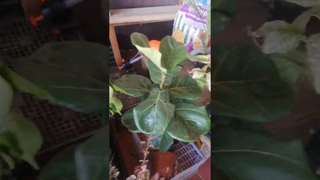 Мунираның керемет гүлдері 😍😍😍 смотреть онлайн