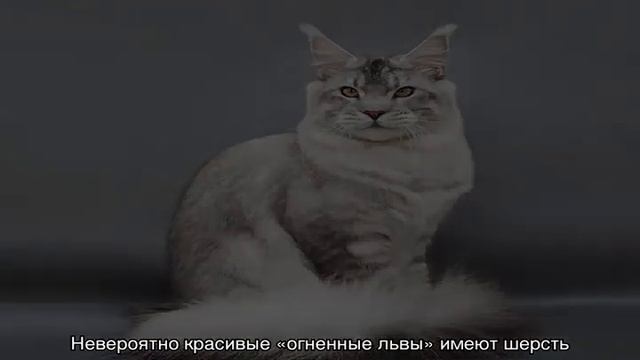 Мейн-кун — окрасы смотреть онлайн