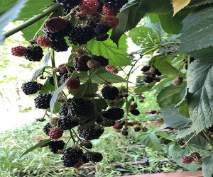 ПОСАДКА ЕЖЕВИКИ / Верный способ .mp4