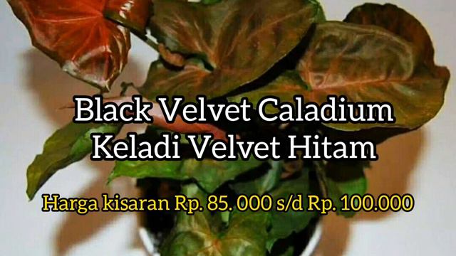 FANTASTIS....!!! HARGA KALADIUM 2021 #Keladi #HijauWoyoWoyo смотреть онлайн