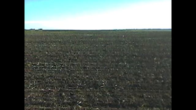 Курцхаар БОНЯ 1 год. смотреть онлайн