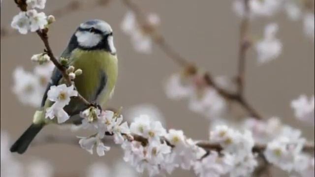 Одна любовь пройдёт и вновь влюбляемся. Муз. Н. Зубарева- Ананьевского. смотреть онлайн