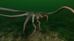 ГИГАНТСКИЕ КАЛЬМАРЫ ЕДЯТ ЛЮДЕЙ