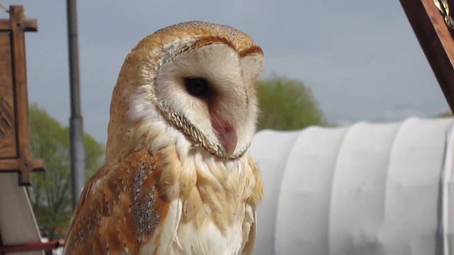НАЧАЛО ЛЕТА смотреть онлайн