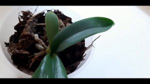 ЧЕРНЫЕ ПЯТНА на ОРХИДЕИ что с ними делать ? BLACK SPOTS on ORCHIDS what to do with them?