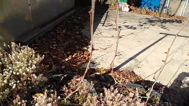Подготовка к зиме винограда в теплице смотреть онлайн