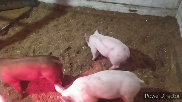СО СНЕГОМ ВРОДЕ СПРАВИЛИСЬ смотреть онлайн