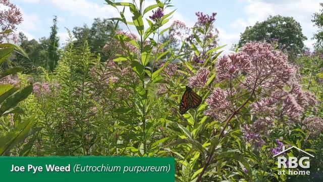 6 Plants for Attracting and Feeding Monarchs at RBG смотреть онлайн