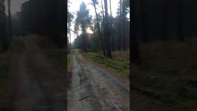 Брянский лес смотреть онлайн