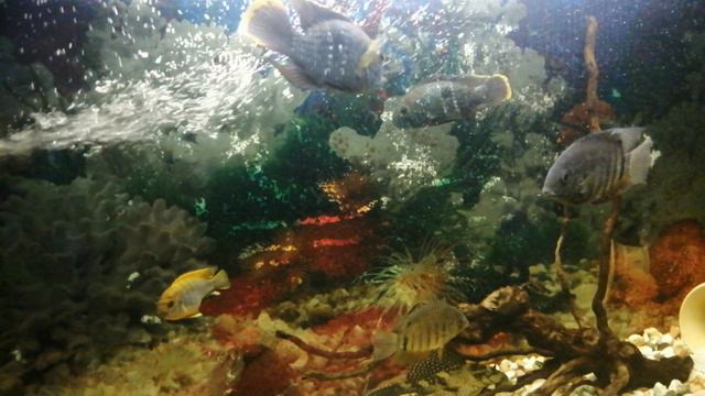 Акара бирюзовая