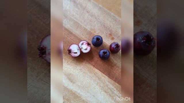 Saskatoon (Amelanchier Alnifolia) 'Smokey' berries are finally ripe...so well worth the wait! смотреть онлайн