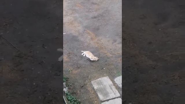 Когда соседка дала кошке слабительное !!!!!!!!