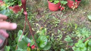 Клубника, новейшие сорта