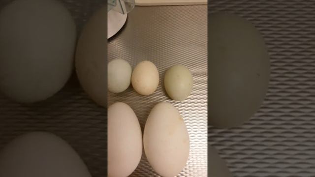 Утиные и гусиные яйца! Только факты! Shorts смотреть онлайн