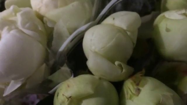 Купить пионы Paeonia Lactiflora Grp 'Duchesse de Nemours' в Минске смотреть онлайн