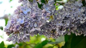 Сирень (Syringa) футаж