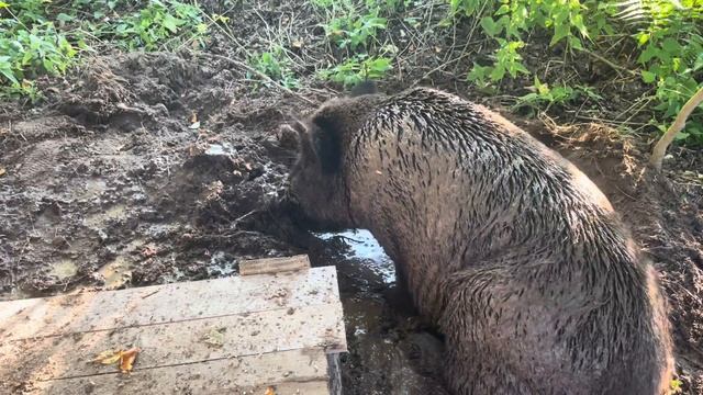 УЕХАЛИ ЗА ВИШНЕЙ И НАШЛИ ТРЁХ ПУШИСТЫХ ЩЕНКОВ. Рыцарский фест смотреть онлайн