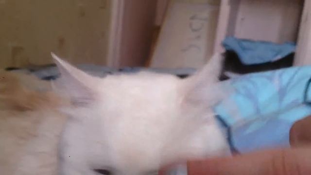 Выглаживание носика коту смотреть онлайн
