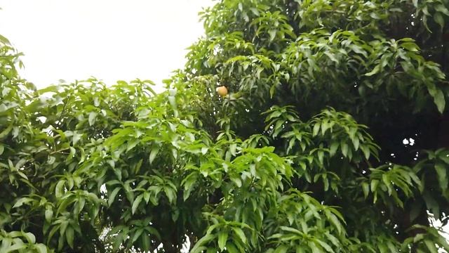 Запах манго.Это интересно смотреть онлайн