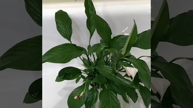 Спасаем цветок Женское Счастье.#shorts смотреть онлайн