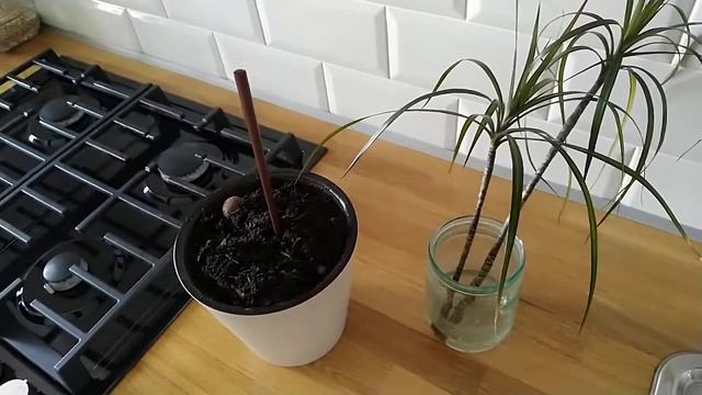 ДРАЦЕНА не хочет расти? Что делать, если ничего не помогает! смотреть онлайн