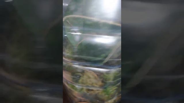 орхідея з акваріума що робимо далі:) смотреть онлайн